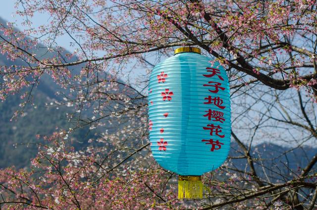 野樱花开满山的三月，我们一起去桐庐，看一场浪漫的樱花雨