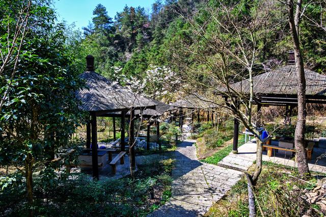 野樱花开满山的三月，我们一起去桐庐，看一场浪漫的樱花雨