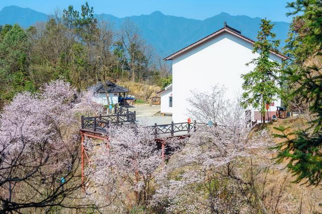 野樱花开满山的三月，我们一起去桐庐，看一场浪漫的樱花雨