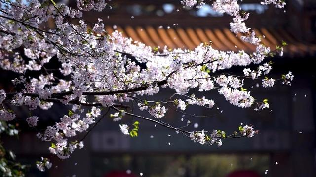 春天踏青去哪里?看万株樱花盛开,来油菜花田里坐火车
