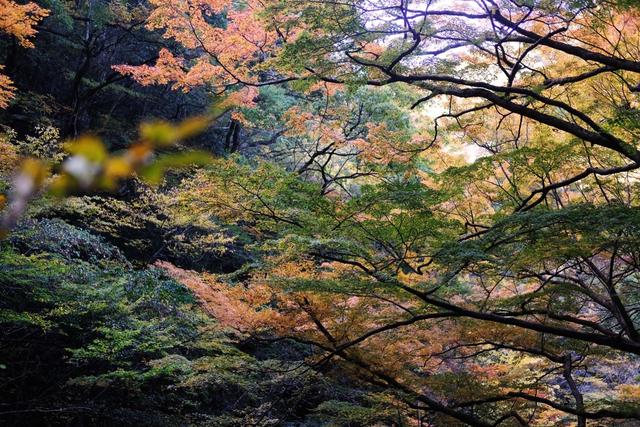 有马温泉的隐藏打卡地：一碗“山川异域，风月同天”的关东煮