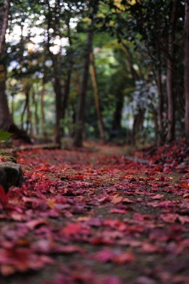 有马温泉的隐藏打卡地：一碗“山川异域，风月同天”的关东煮