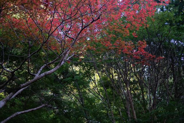 有马温泉的隐藏打卡地：一碗“山川异域，风月同天”的关东煮