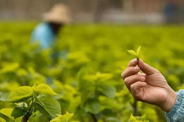 这座与太湖同名的古镇,藏着与众不同的茶俗和别致的美味