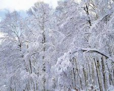 你知道什么是“雾凇”吗