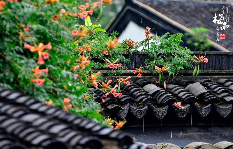 “梅雨”季节 你知道多少