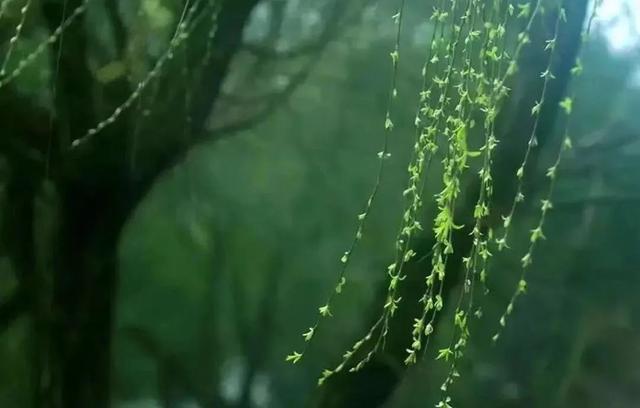 春分 | 一年春浓处,春分两半时
