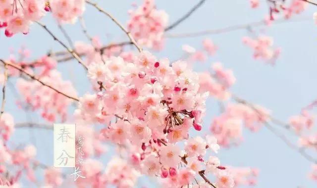 春分来了,昼夜平分,正是赏花时