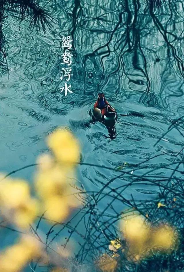 春分来了,昼夜平分,正是赏花时