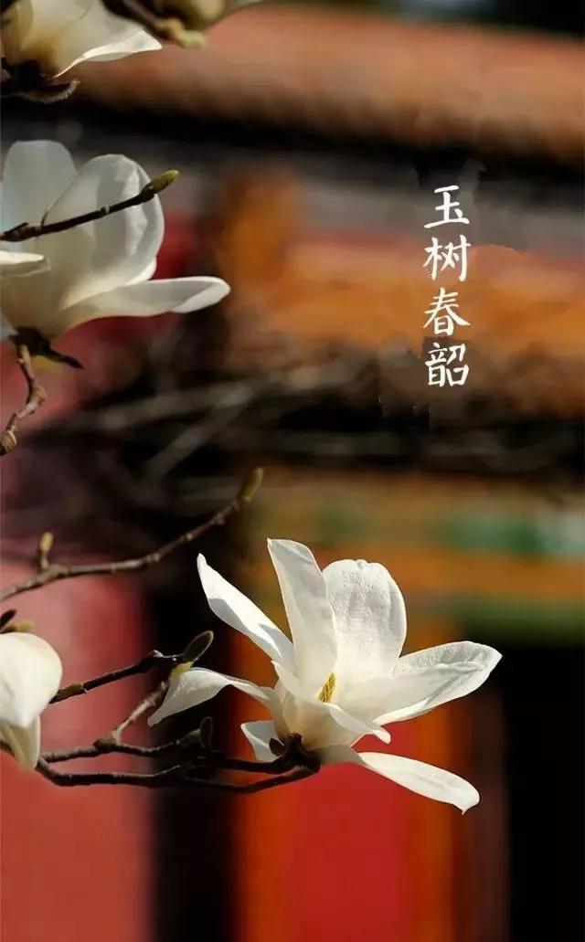 春分来了,昼夜平分,正是赏花时