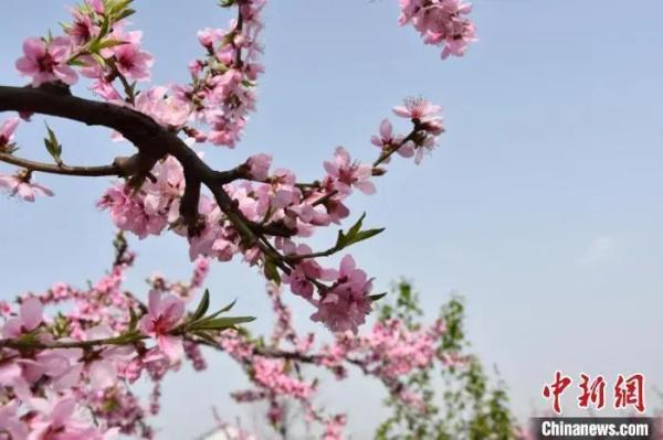 今日春分 | 最是一年好时光！