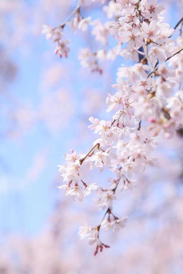 今日春分:一切美好终将到来