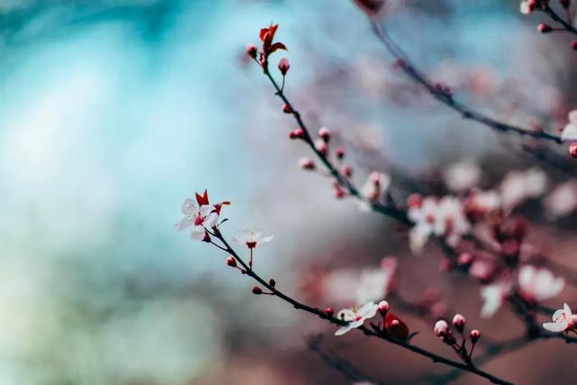 春分：正是一年最美时