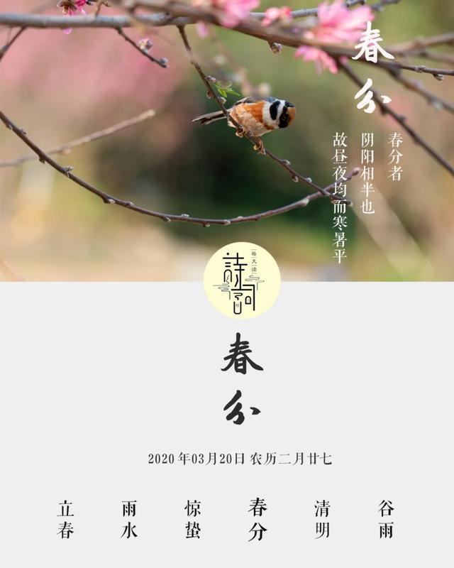 今日春分:春天进入后半场,梦里花落知多少
