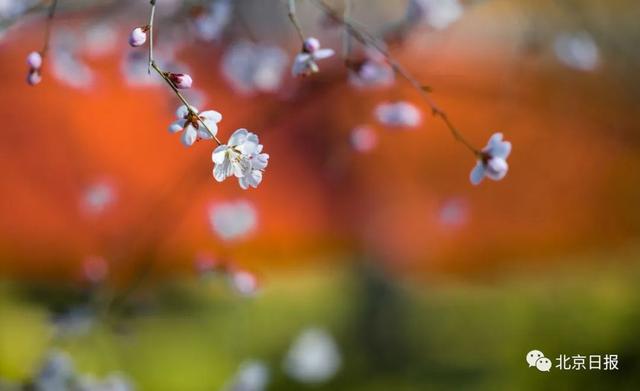 花开燕归来，赤子平安还 | 今日春分