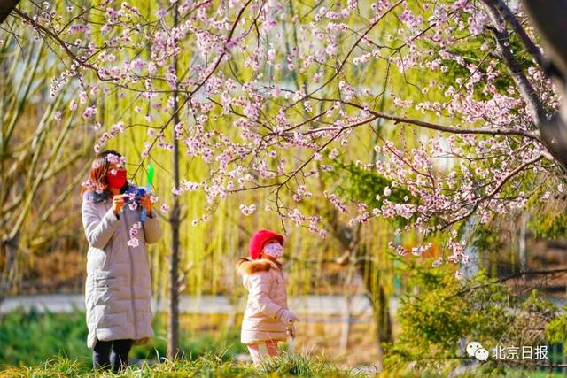 花开燕归来，赤子平安还 | 今日春分