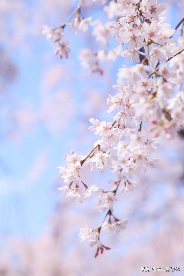 今日春分,春已至,花已开一切美好终将到来