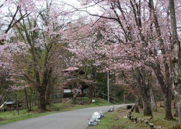 北海道樱花：观赏樱花的8个最佳去处（2020年版）