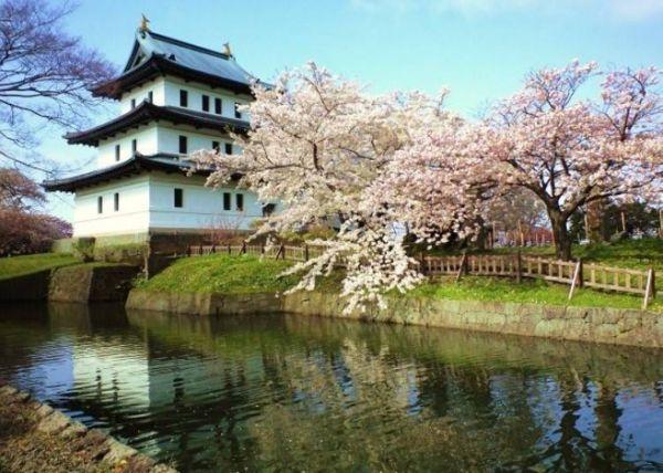 北海道樱花:观赏樱花的8个最佳去处(2020年版)