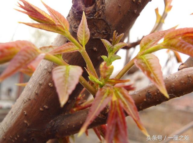 怀化美食丨怀化人们热爱的春季美味野菜来了，还有你不知道的