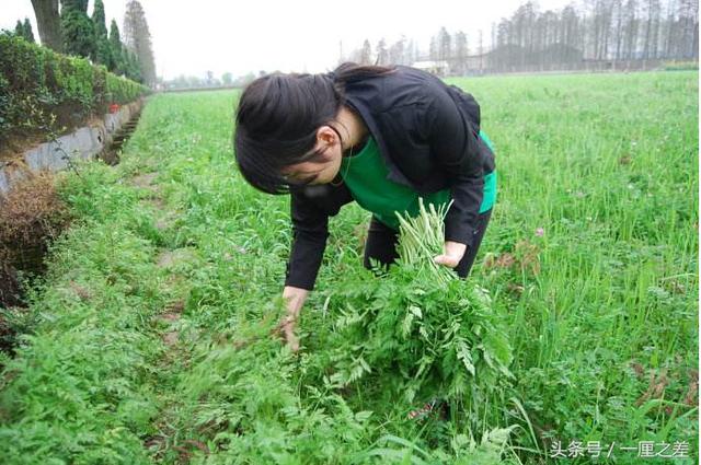 怀化美食丨怀化人们热爱的春季美味野菜来了，还有你不知道的