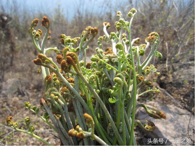 怀化美食丨怀化人们热爱的春季美味野菜来了，还有你不知道的