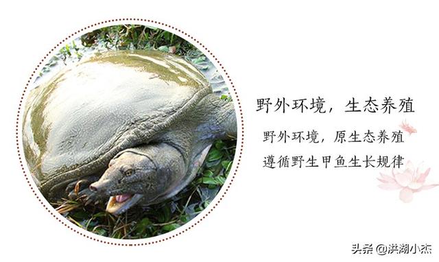鱼米之乡,洪湖美食 怀恋家乡的美食