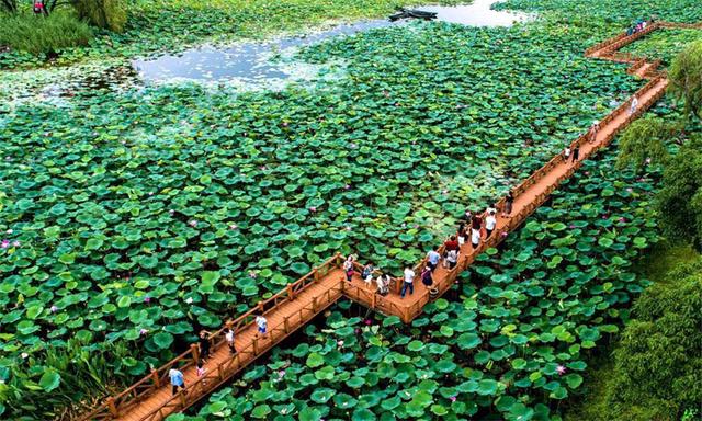 首届“湖北避暑旅游目的地”候选单位——洪湖生态旅游风景区