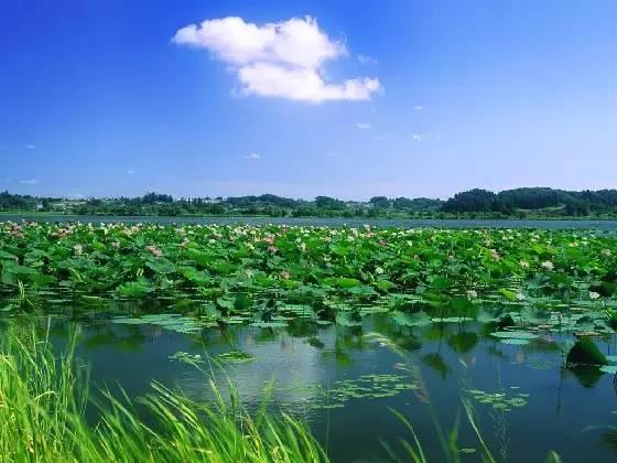 湖北省“国家级乡村旅游”示范地，别样风景系列之四—罗田、洪湖
