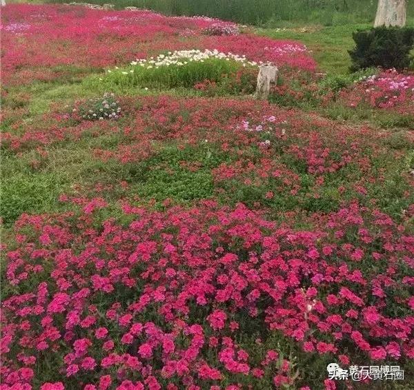 黄石十大必去的旅游景点,您最想去哪儿?