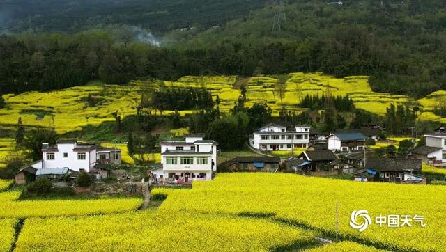 四川芦山春暖大地 油菜花开春意浓