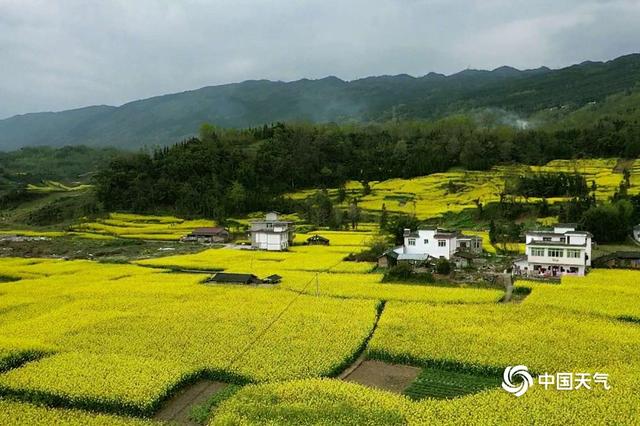 四川芦山春暖大地 油菜花开春意浓