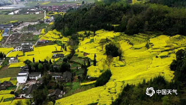 四川芦山春暖大地 油菜花开春意浓