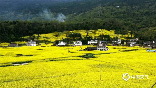 四川芦山春暖大地 油菜花开春意浓