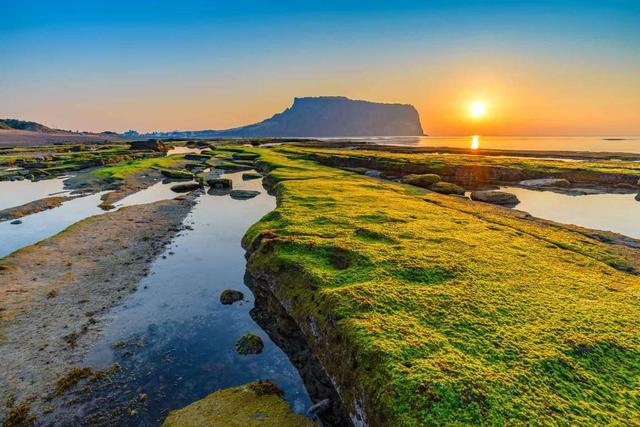 韩国旅游:去济州岛、梧桐岛赏花看海超很有意境,有时间就去吧