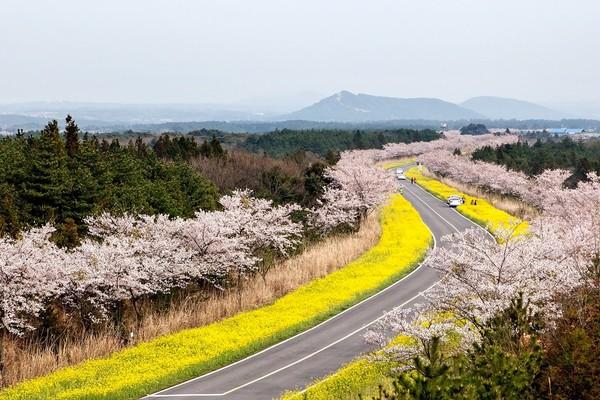韩国旅游:去济州岛、梧桐岛赏花看海超很有意境,有时间就去吧