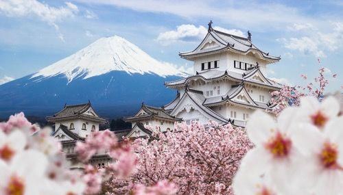 这个樱花旺季，手握100间日本民宿的人却惨淡到谷底