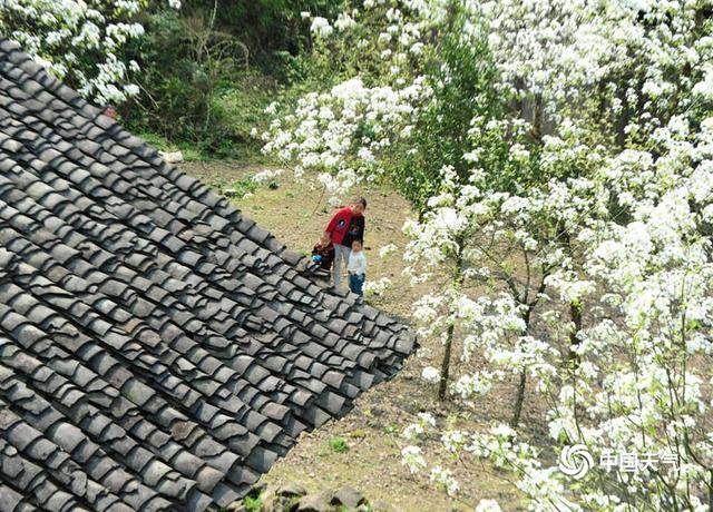 重庆酉阳山寨梨花开 宛若童话世界