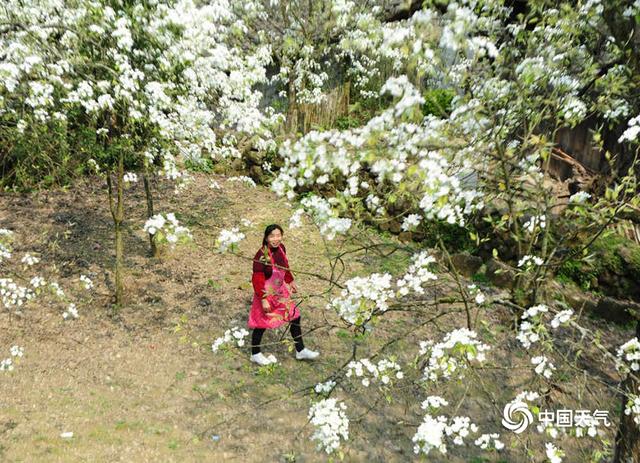 重庆酉阳山寨梨花开 宛若童话世界