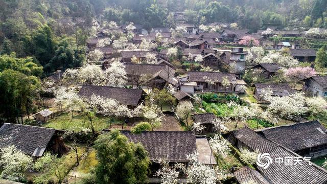 重庆酉阳山寨梨花开 宛若童话世界