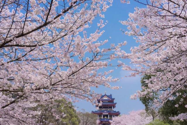 这里的樱花比日本还美，被誉为“世界三大赏樱胜地之一”
