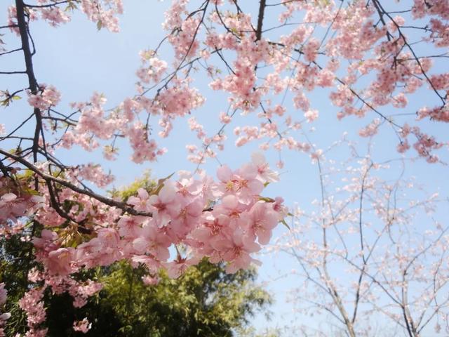 这里的樱花比日本还美，被誉为“世界三大赏樱胜地之一”