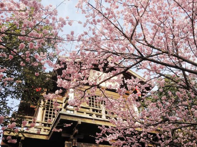 这里的樱花比日本还美,被誉为“世界三大赏樱胜地之一”