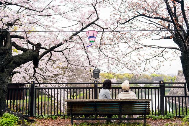 漫步在粉色的花海,你知道和不知道的关西拍樱好去处