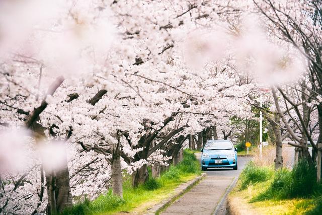 漫步在粉色的花海,你知道和不知道的关西拍樱好去处