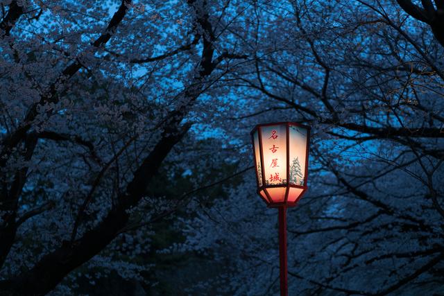 漫步在粉色的花海,你知道和不知道的关西拍樱好去处
