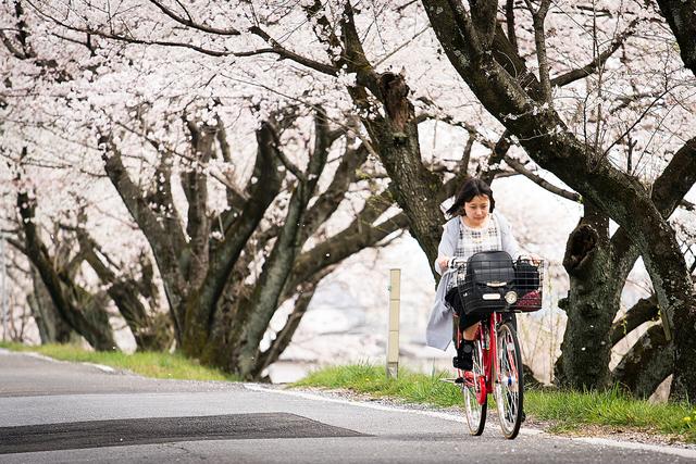 漫步在粉色的花海,你知道和不知道的关西拍樱好去处
