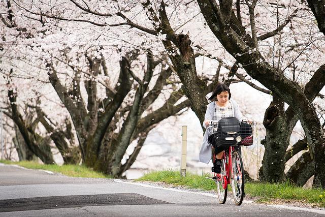 漫步在粉色的花海，你知道和不知道的关西拍樱好去处