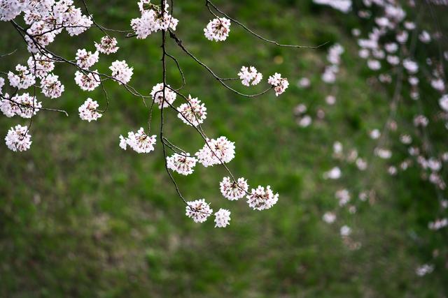 漫步在粉色的花海,你知道和不知道的关西拍樱好去处