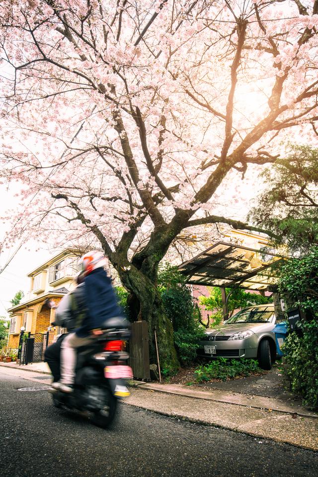 漫步在粉色的花海,你知道和不知道的关西拍樱好去处